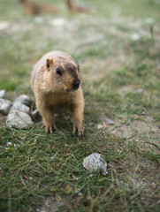 Prairie dog, Leh Ladakh , India