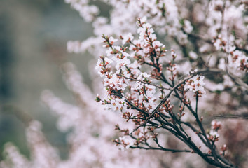 Beautiful flowering tree in spring 