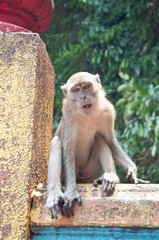 Simio al acecho