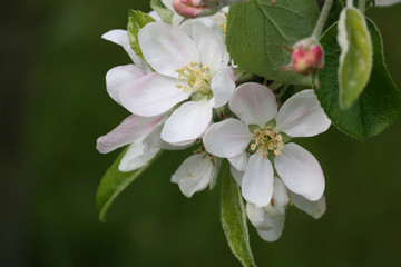 apple blossom