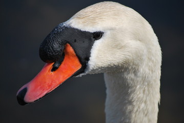 Fototapeta premium swan close up