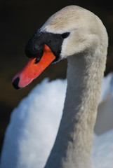 Fototapeta premium swan close up