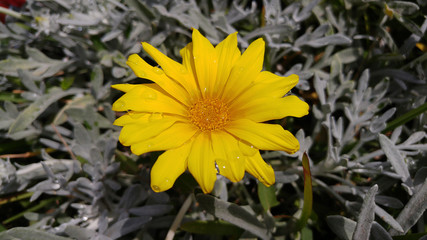 Isolated bright yellow dandelion against a dried leaves background