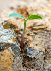 Young seeding sprout up rocky mountain soil