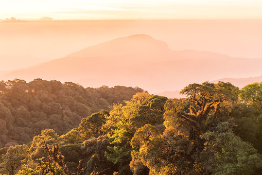 Fototapeta Green forest with ray of lights on the morning