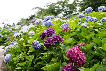Obraz premium 響山のアジサイ
