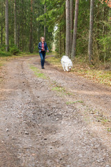 Fototapeta premium Female handler walking her Samoyed dog on a country road in the forest.
