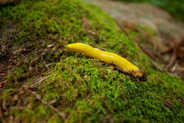 Banana Slug in Red wood forest 