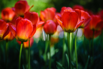Fototapeta premium Tulip Field in Spring