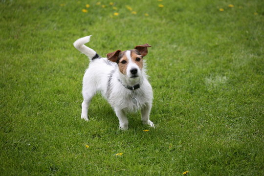 jack russell terrier