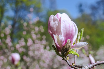 Purple magnolia flower