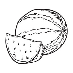 hand drawn sketch watermelon illustration