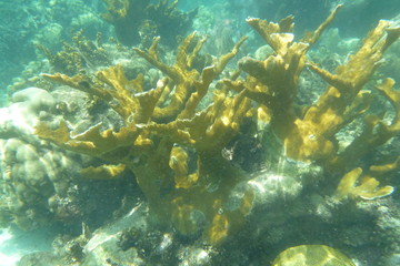 Coral
