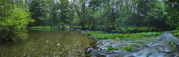 Obraz na płótnie Canvas wild river in the middle of the forest