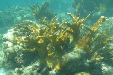 Naklejka na ściany i meble Beautiful coral