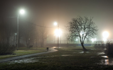 Silhouette of a tree without foliage against a background of fog in an urban park