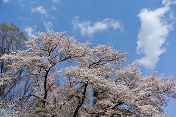 Fototapeta premium 神代植物公園の桜