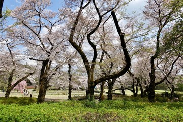 Fototapeta premium 神代植物公園の桜