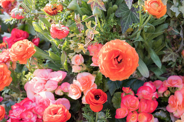 暖色系の花々