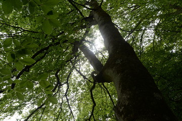 Fototapeta premium Wald