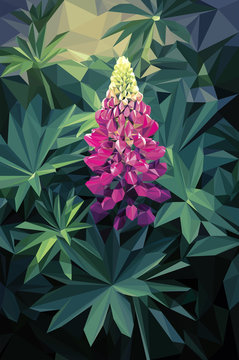 Lupine - Illustration of a pink colorful flower