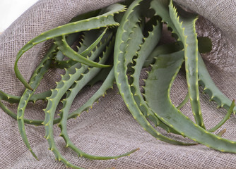 Aloe vera leaves cut in burlap