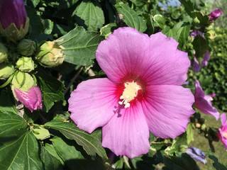 Hibiscus pink flower blossom summer