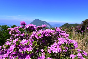 鶴見岳のミヤマキリシマ