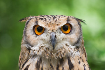 Owl stares at you from forest
