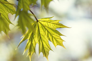 Obraz premium Spring background art young maple leaves. Beautiful young maple leaves in backlight on blue sky background at springtime. Sunny day. Shallow depth of field.