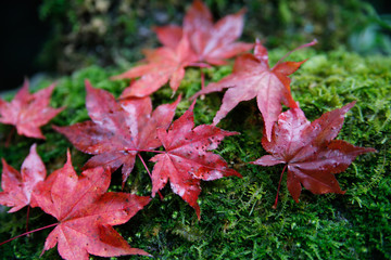 Autumn leaves and moss