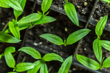 Sprouts of peppers