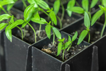 Sprouts of peppers