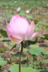 Fototapeta premium Lotus flower