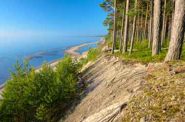 Pine forest on the beach of the Baltic Sea coastline, Latvia. - 145109537