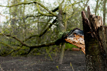  broken tree