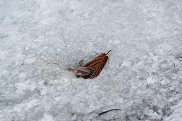 Obraz premium Ice creek. Spring is coming