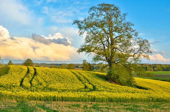 A natural landscape with a bright yellow rapeseed field in spring.