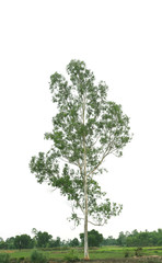 Obraz premium tree isolated