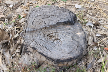 Dead stump tree