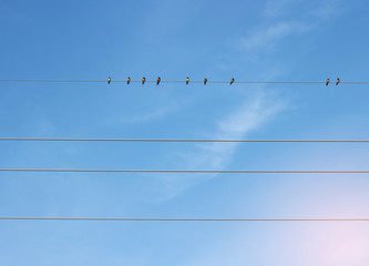 Birds on the wires with blue sky