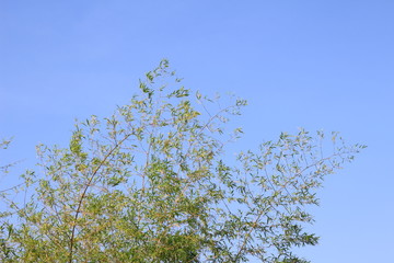 Bamboo leaves with blue sky background.