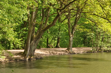 Bäume an einem Seeufer