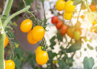 Close up yellow cherry tomatoes hanging on trees in garden 