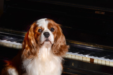 Cavalier King dog on the piano.