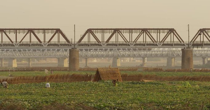 Kakri (Indian Cucumber), and Ghiya (Bottle Gourd) farmers work with the Taj Mahal