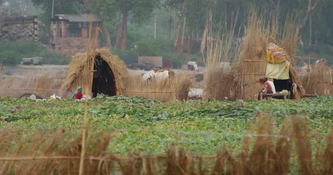 Kakri (Indian Cucumber), and Ghiya (Bottle Gourd) farmers work with the Taj Mahal as their backdrop