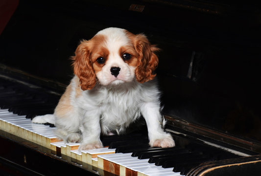 Cavalier King Dog On The Piano.