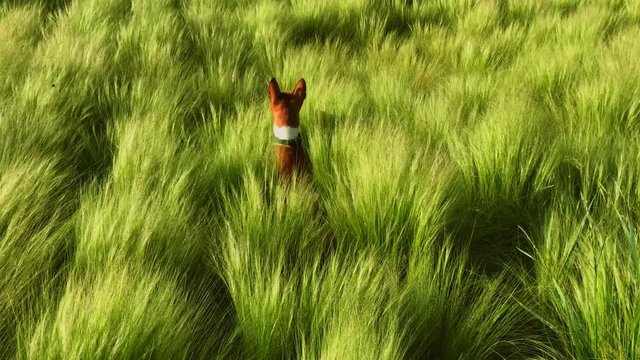 Funny and hillarious puppy of basenji rare breed jumps around the field in national park covered in talll old switxh panic grass in full bloom, green and juicy in spring wind