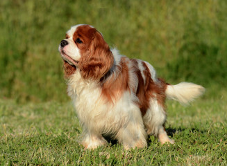 Cavalier King Charles dog.